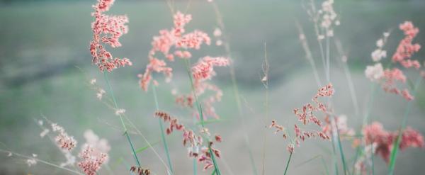 Charcoal Dosages - Gout, Triglycerides, Sinus, Kidneys, Poultices