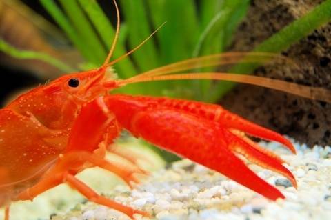 Bright Orange Lobster