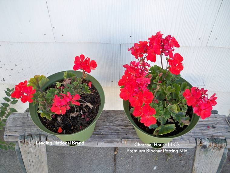 Charcoal Green Biochar potting mix compared to leading national brand - geranium
